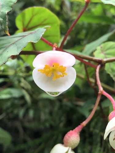 Begonia meyeri-johannis