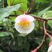 Begonia meyeri-johannis - Photo (c) B Kski, todos los derechos reservados, uploaded by B Kski