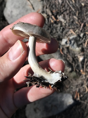 iNaturalist observation photo of Common Gilled Mushrooms and Allies
