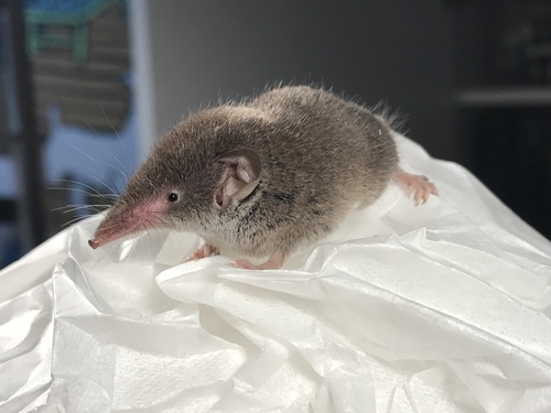 Greater White-toothed Shrew