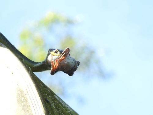 Common Tree Snake sighting