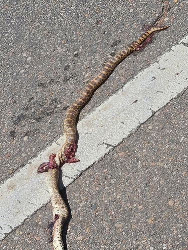 Gopher Snake