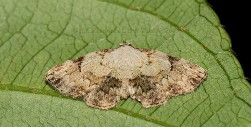 Mataeomera semialba