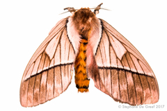 Image of Pseudodirphia regia