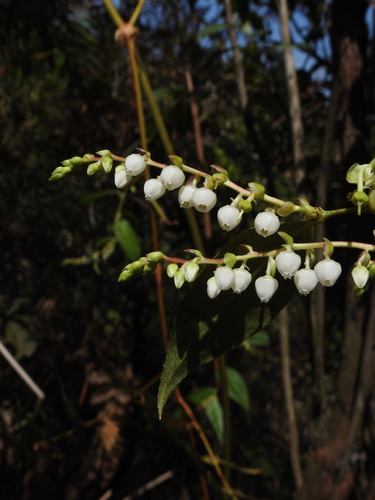 Gaultheria acuminata
