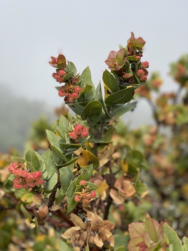 Alameda Manzanita fruiting
