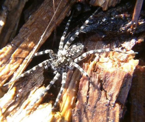 Stone Spider