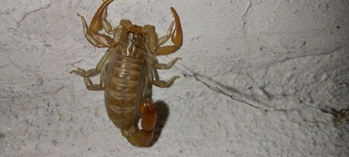 Franckeus nitidulus