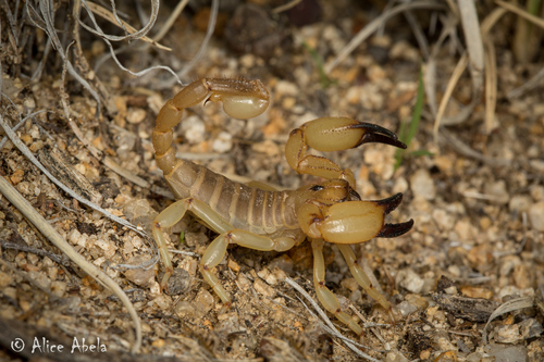 Eastern Swollenstinger Scorpion