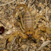 Eastern Swollenstinger Scorpion - Photo (c) Alice Abela, all rights reserved
