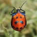 Tectocoris - Photo (c) the_myall_mob, all rights reserved