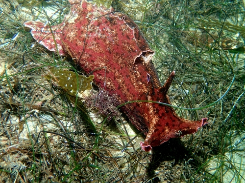 California Seahare