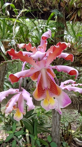 Myrmecophila grandiflora