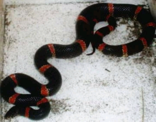 Mexican Long-nosed Snake