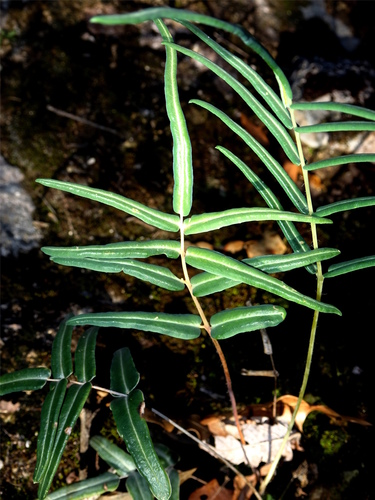 Pellaea notabilis