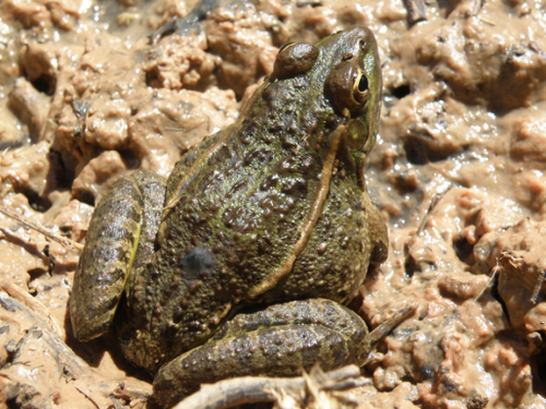Chiricahua Leopard Frog