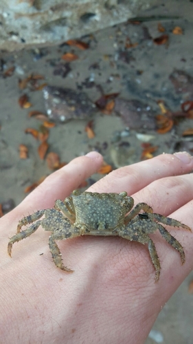Metopograpsus messor