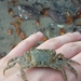 Purple Estuarine Rock Crab - Photo (c) ethan71, all rights reserved