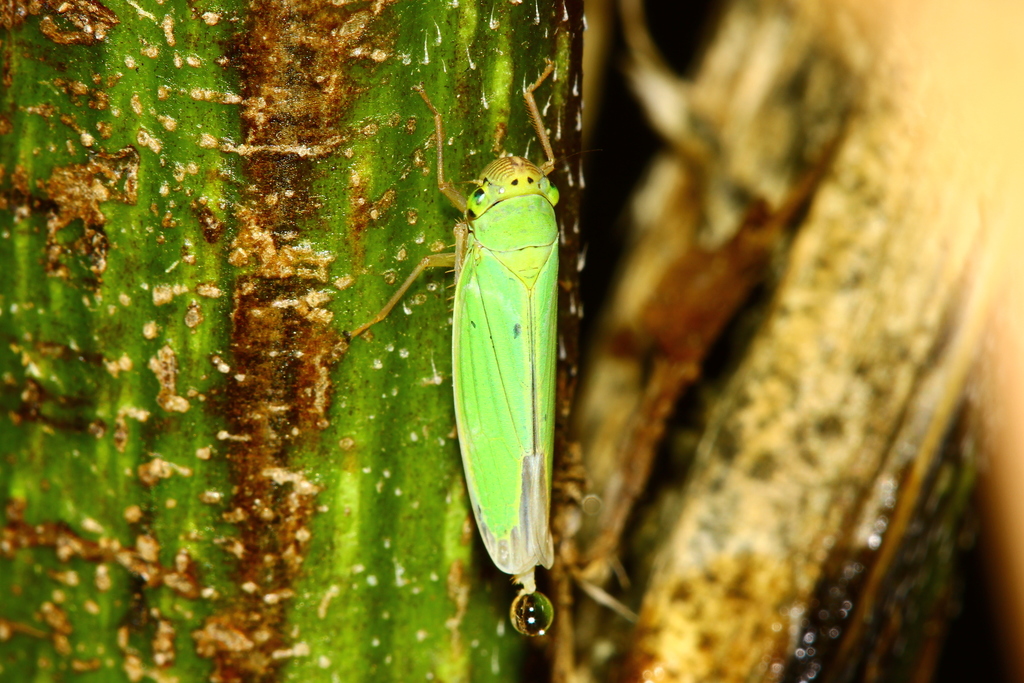 Cicadella viridis; (c) Taewoo Kim, all rights reserved, uploaded by Taewoo Kim