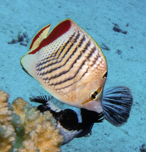 Crown Butterflyfish