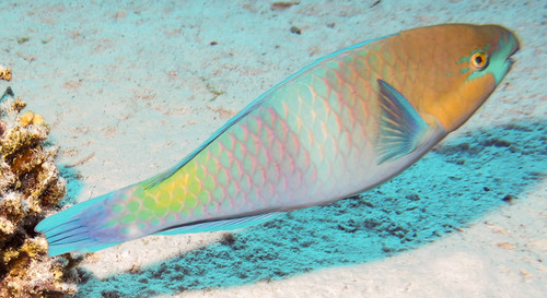 Rusty Parrotfish