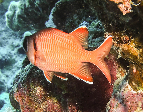 Crimson Soldierfish