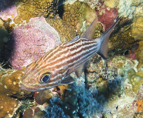 Tiger Cardinalfish — seen at this dive site