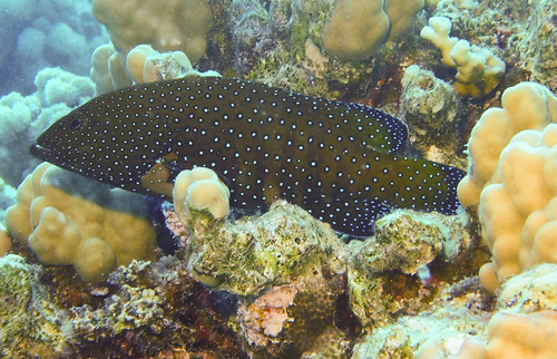Peacock Grouper