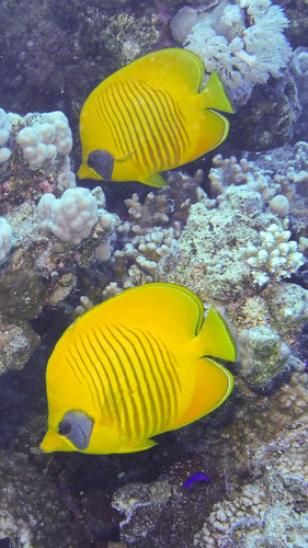 Masked Butterflyfish — seen at this dive site