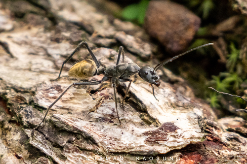 金腹弓背蚁Camponotus auriventris