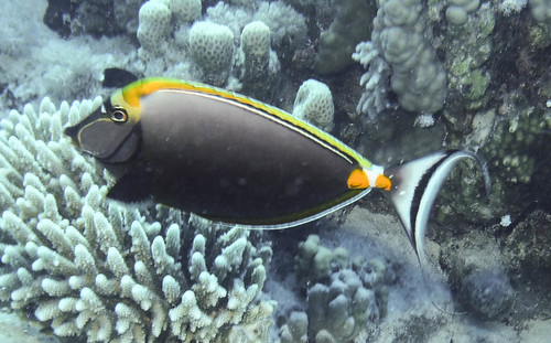 Elegant Unicornfish