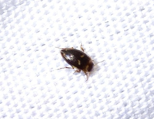 Neoclypeodytes cinctellus