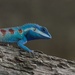 Siamese Blue Crested Lizard - Photo (c) Sarawin Kreangpichitchai, all rights reserved, uploaded by Sarawin Kreangpichitchai
