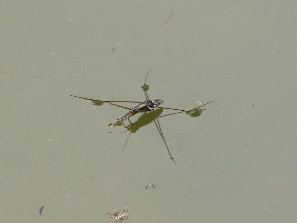 Limnogonus fossarum from Hong Kong Wetland Park, Tin Shui Wai, Hong ...