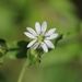 Water Chickweed - Photo (c) Giovanni Fontana, all rights reserved, uploaded by Giovanni Fontana