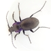 Carabus amplipennis - Photo (c) Iván Orois, all rights reserved, uploaded by Iván Orois
