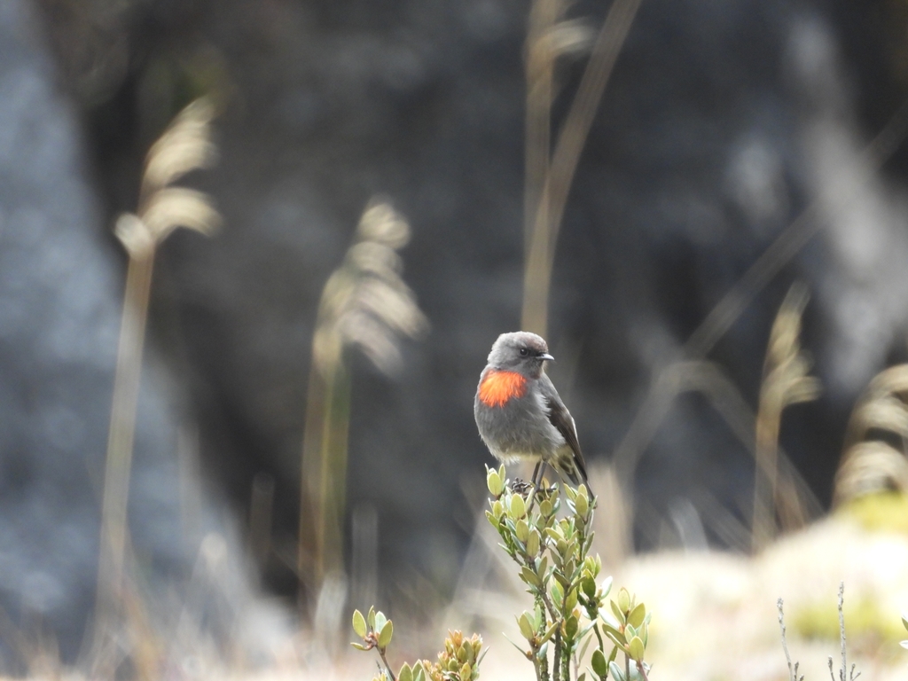 Snow Mountain Robin photo
