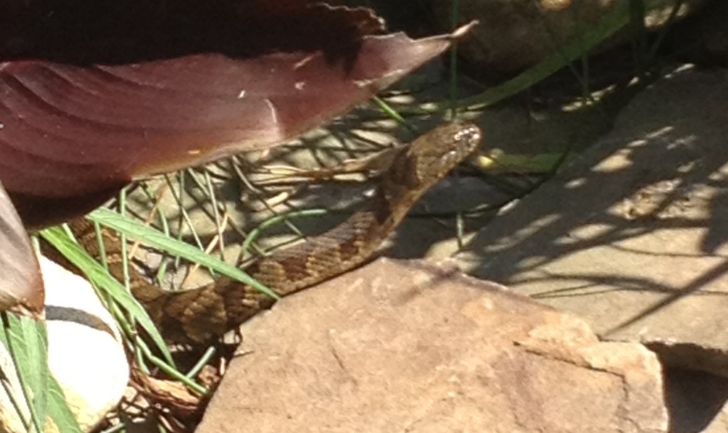 Common Watersnake from Riverwalk Park North Augusta, SC on June 16 ...