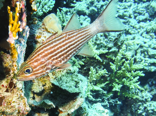 Tiger Cardinalfish — seen at this dive site