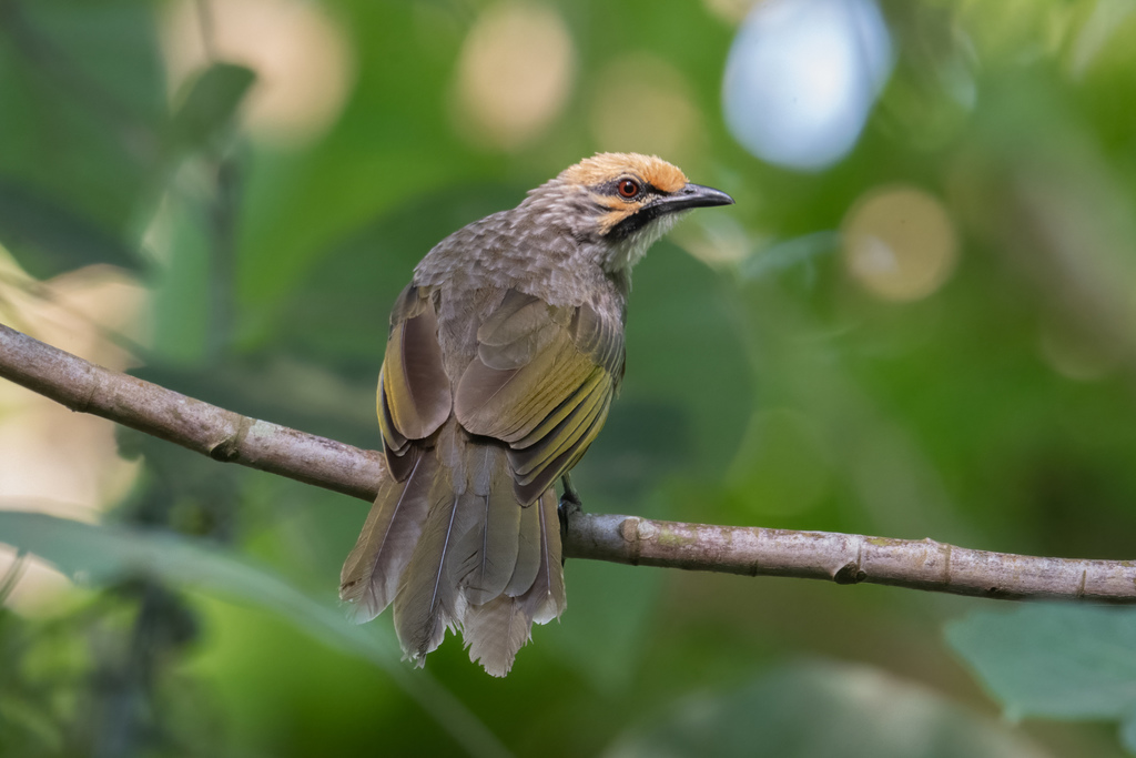 Straw-headed Bulbul (Pycnonotus zeylanicus) photo