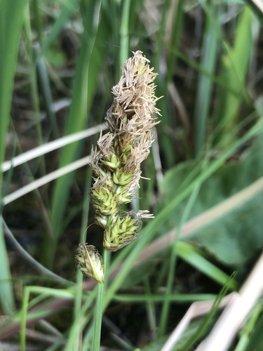 Sartwell's sedge (Carex sartwellii var. sartwellii)
