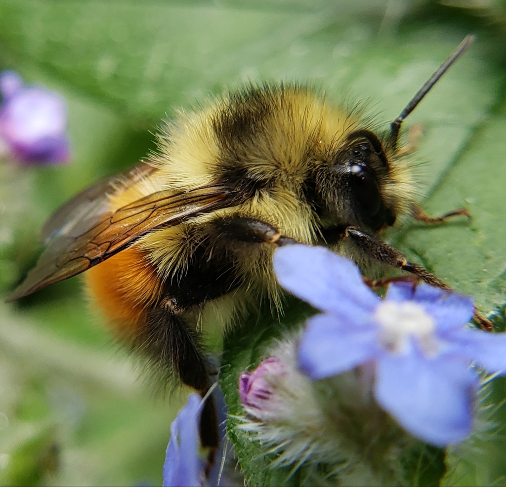 Black-tailed Bumble Bee (Bombus melanopygus) · iNaturalist