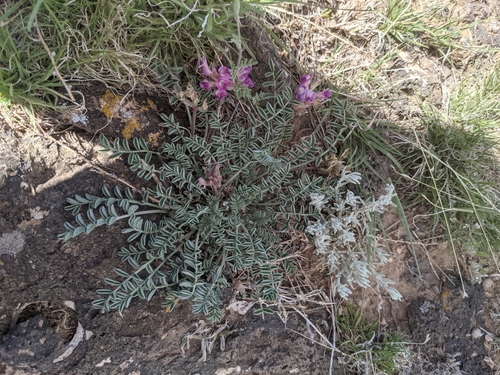 Violet Milkvetch (Astragalus iodopetalus)