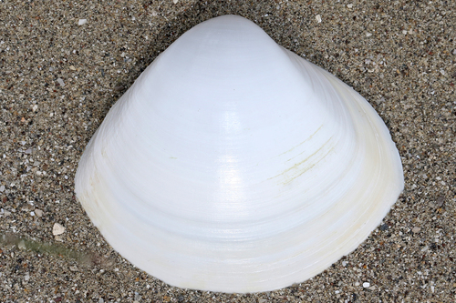 Mactra corallina (Linnaeus, 1758)