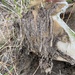 Ceratophaga vicinella - Photo (c) Brady S. Dunaway, todos los derechos reservados, subido por Brady S. Dunaway