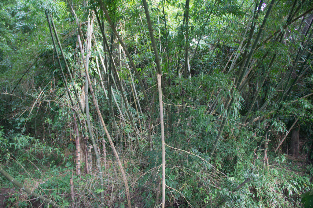 Guadua aculeata