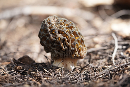 iNaturalist observation photo of Natural Black Morel