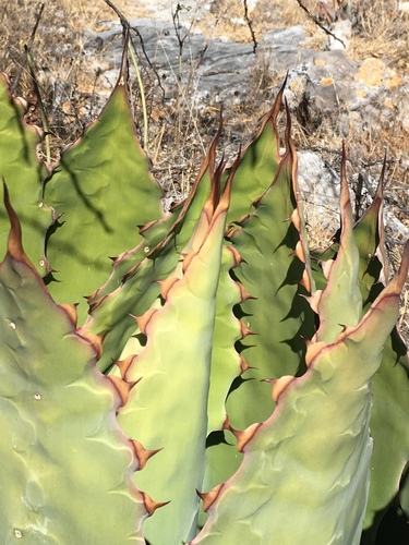 Agave cupreata