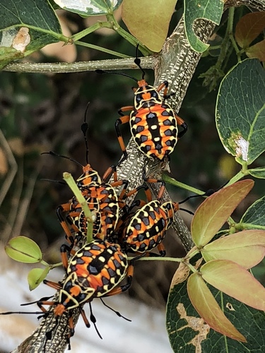 Pachylis nervosus