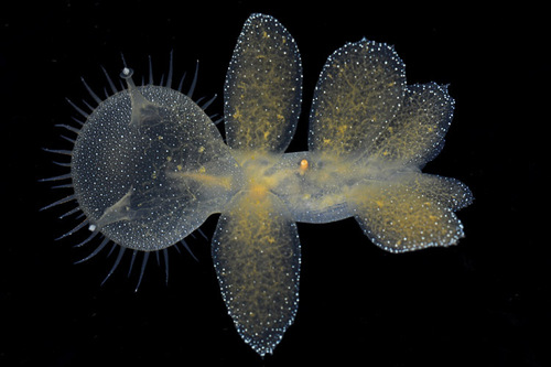 Hooded Nudibranch